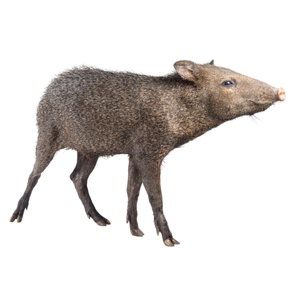 Mamíferos, Pecari tajacu