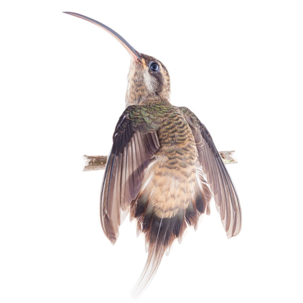 Aves, Phaethornis longirostris