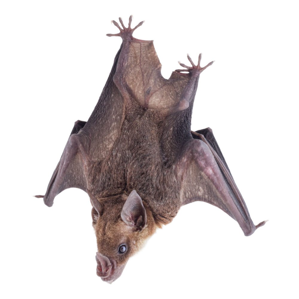 Mamíferos, Phyllostomus discolor