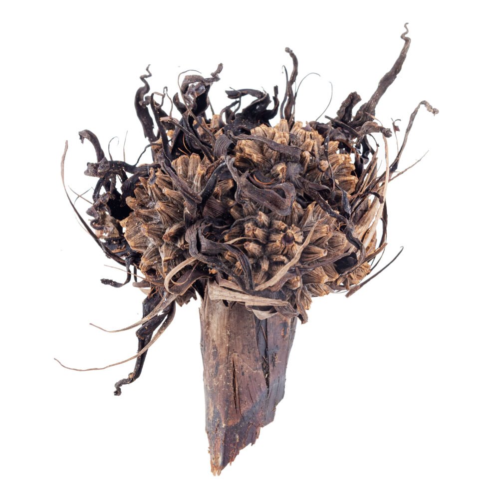 Phytelephas macrocarpa