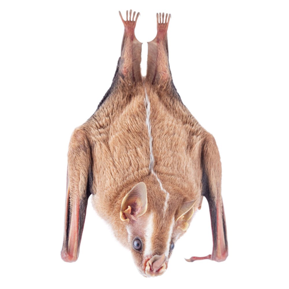 Mamíferos, Platyrrhinus helleri