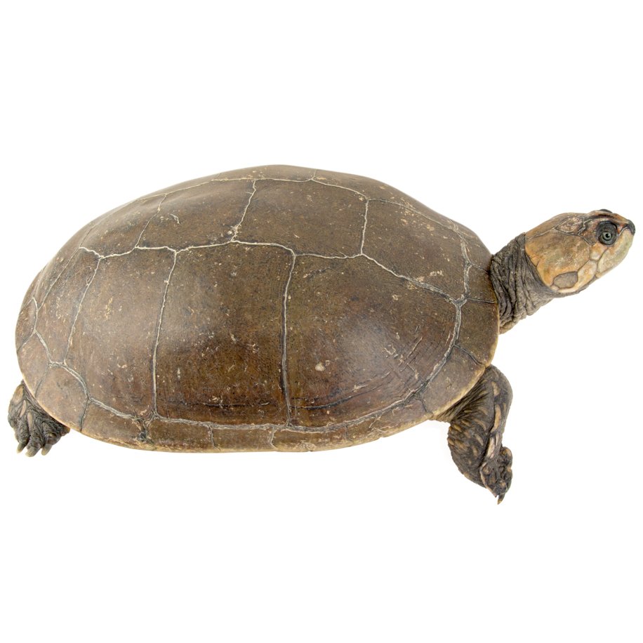 Reptiles, Podocnemis lewyana