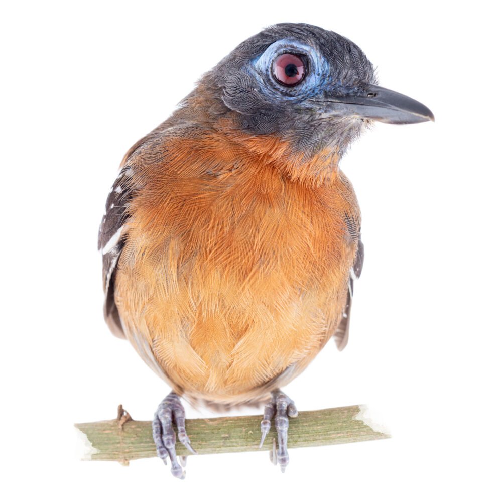 Aves, Poliocrania exsul