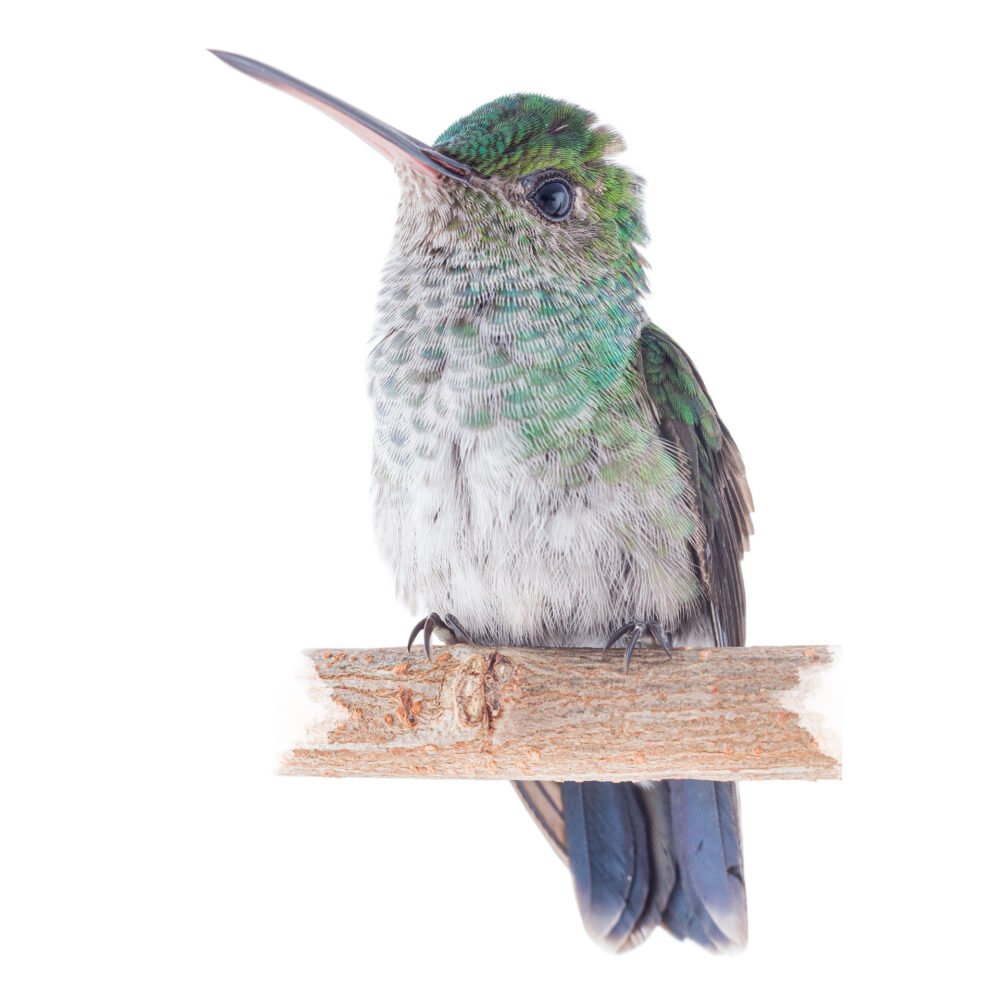 Aves, Polyerata amabilis