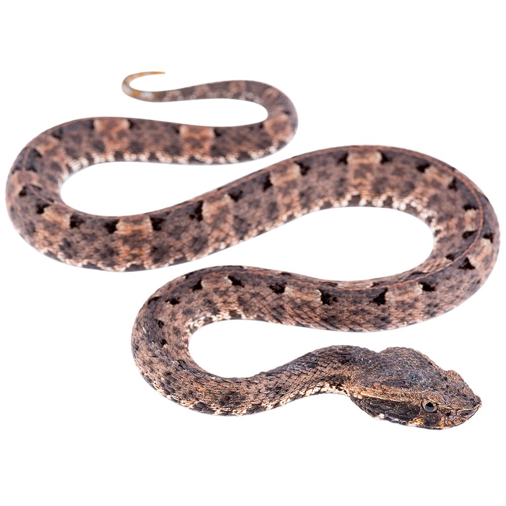 Reptiles, Porthidium lansbergii