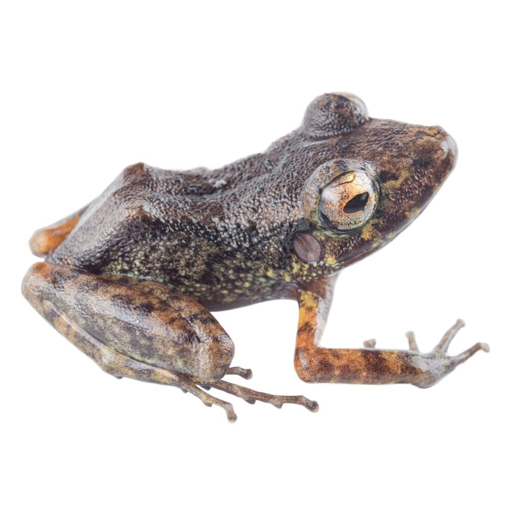 Anfibios, Pristimantis gaigei