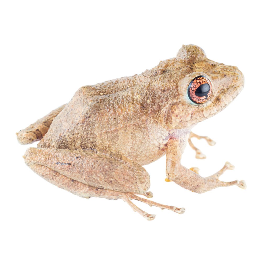 Anfibios, Pristimantis penelopus