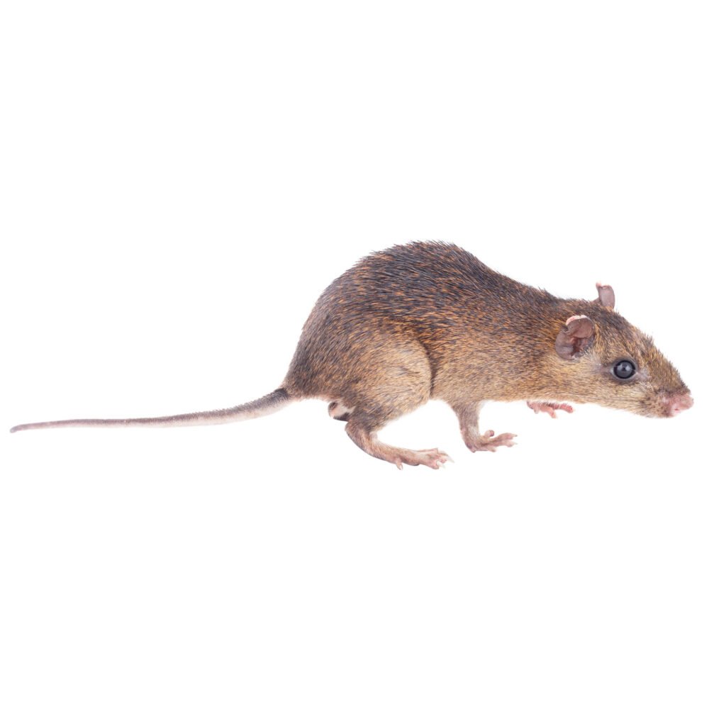 Mamíferos, Proechimys chrysaeolus