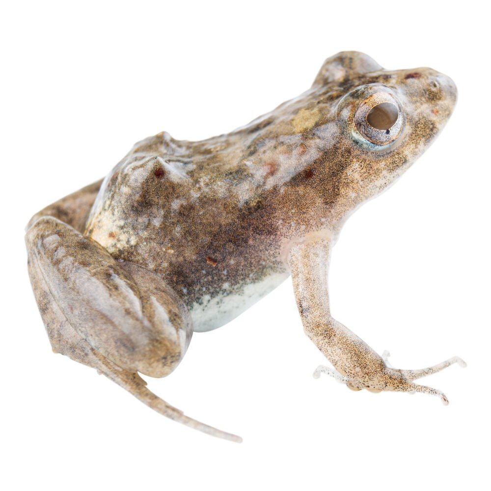 Anfibios, Pseudopaludicola pusilla