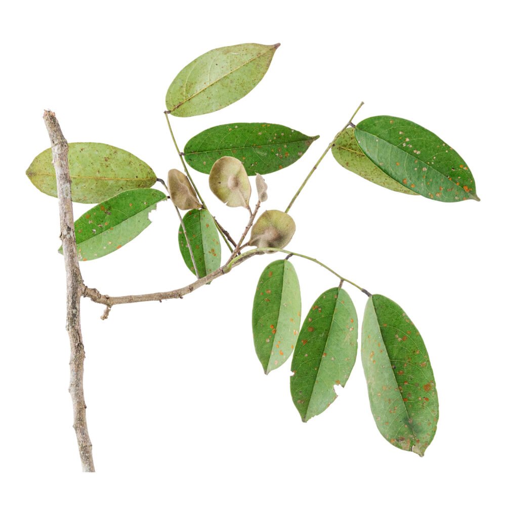 Pterocarpus rohrii