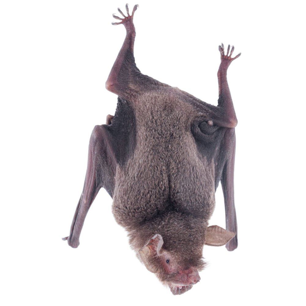 Mamíferos, Pteronotus parnellii