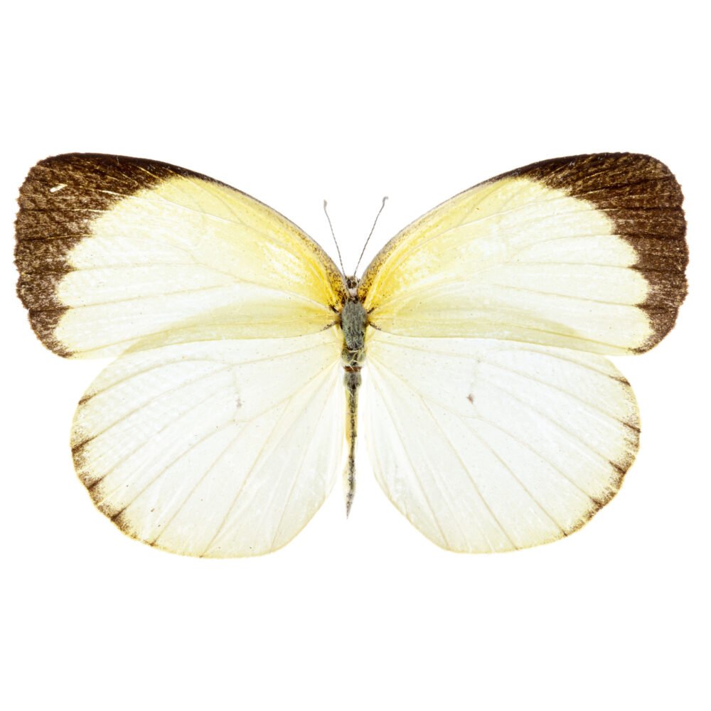 Pyrisitia venusta venusta