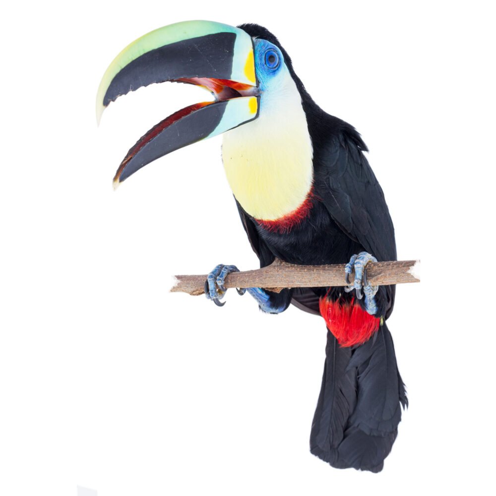 Aves, Ramphastos vitellinus