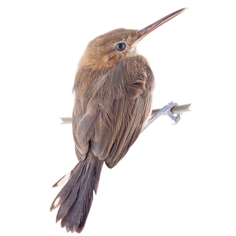 Aves, Ramphocaenus melanurus