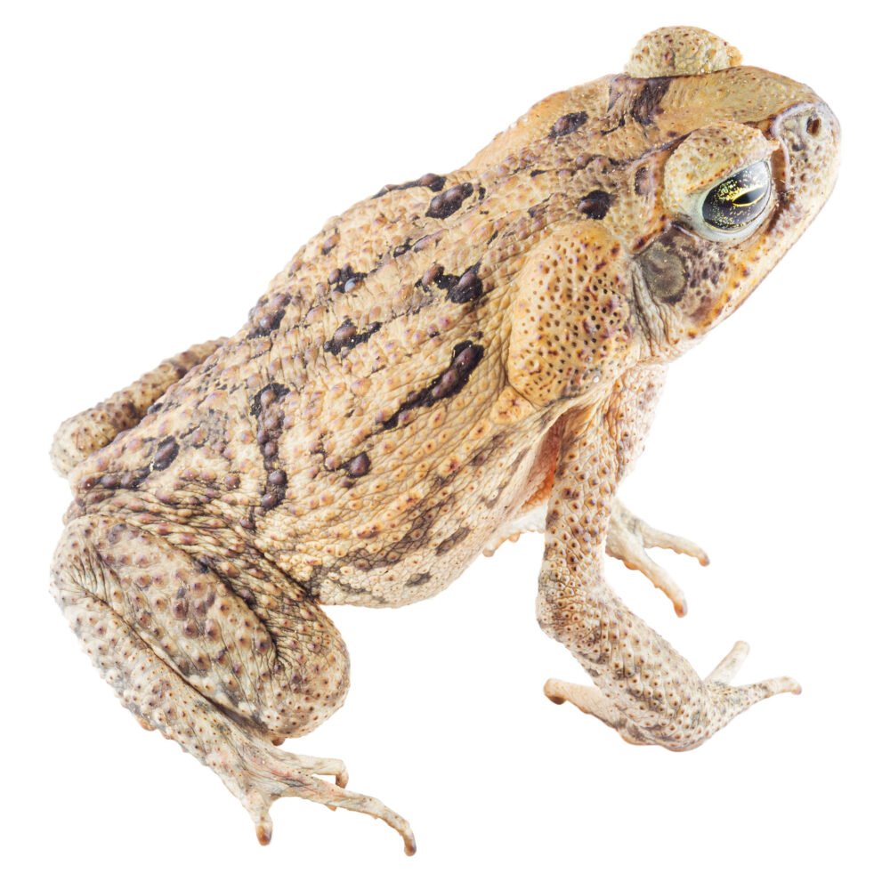 Anfibios, Rhinella horribilis