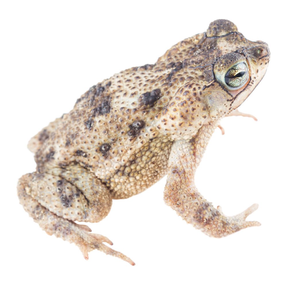 Anfibios, Rhinella humboldti