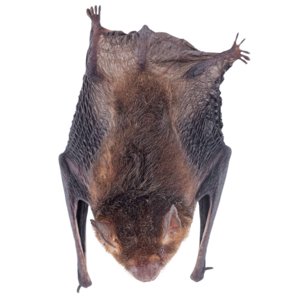 Mamíferos, Rhogeessa io