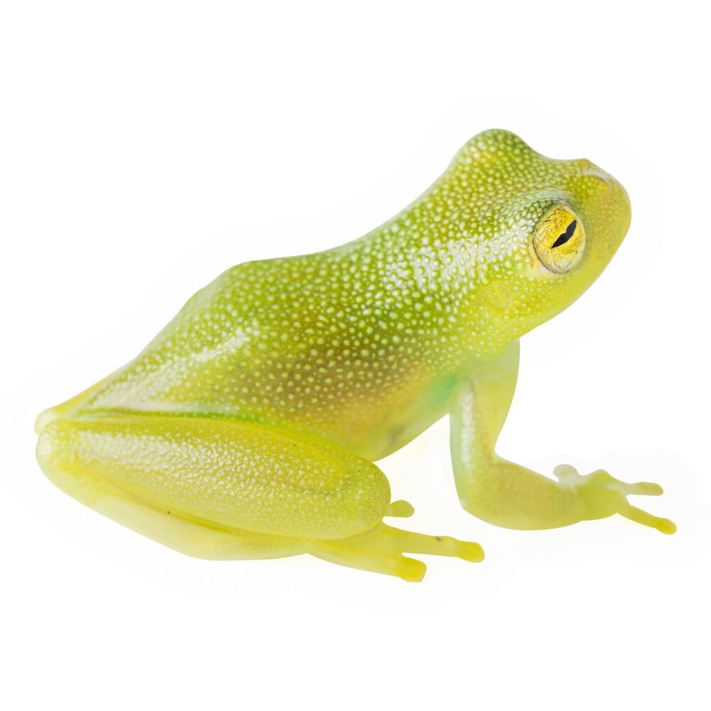 Anfibios, Rulyrana susatamai