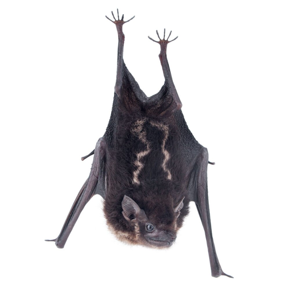 Mamíferos, Saccopteryx bilineata