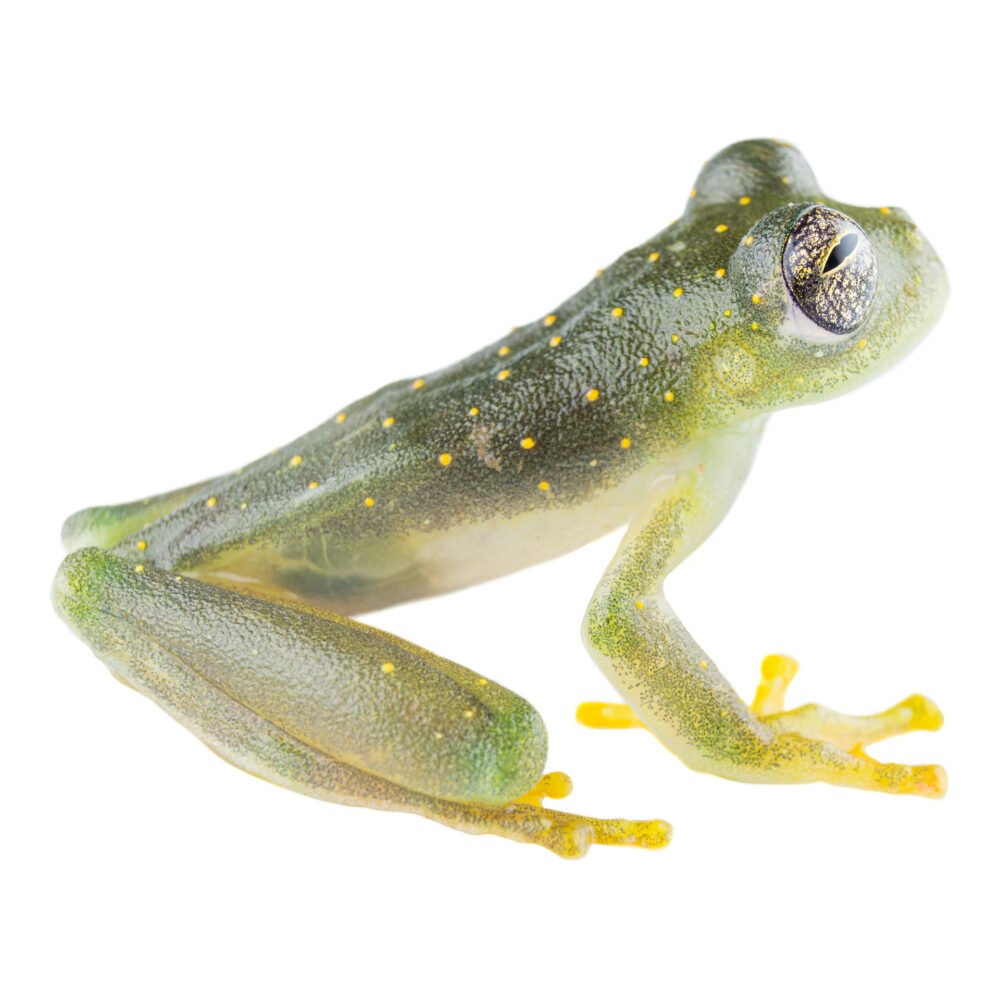 Anfibios, Sachatamia punctulata