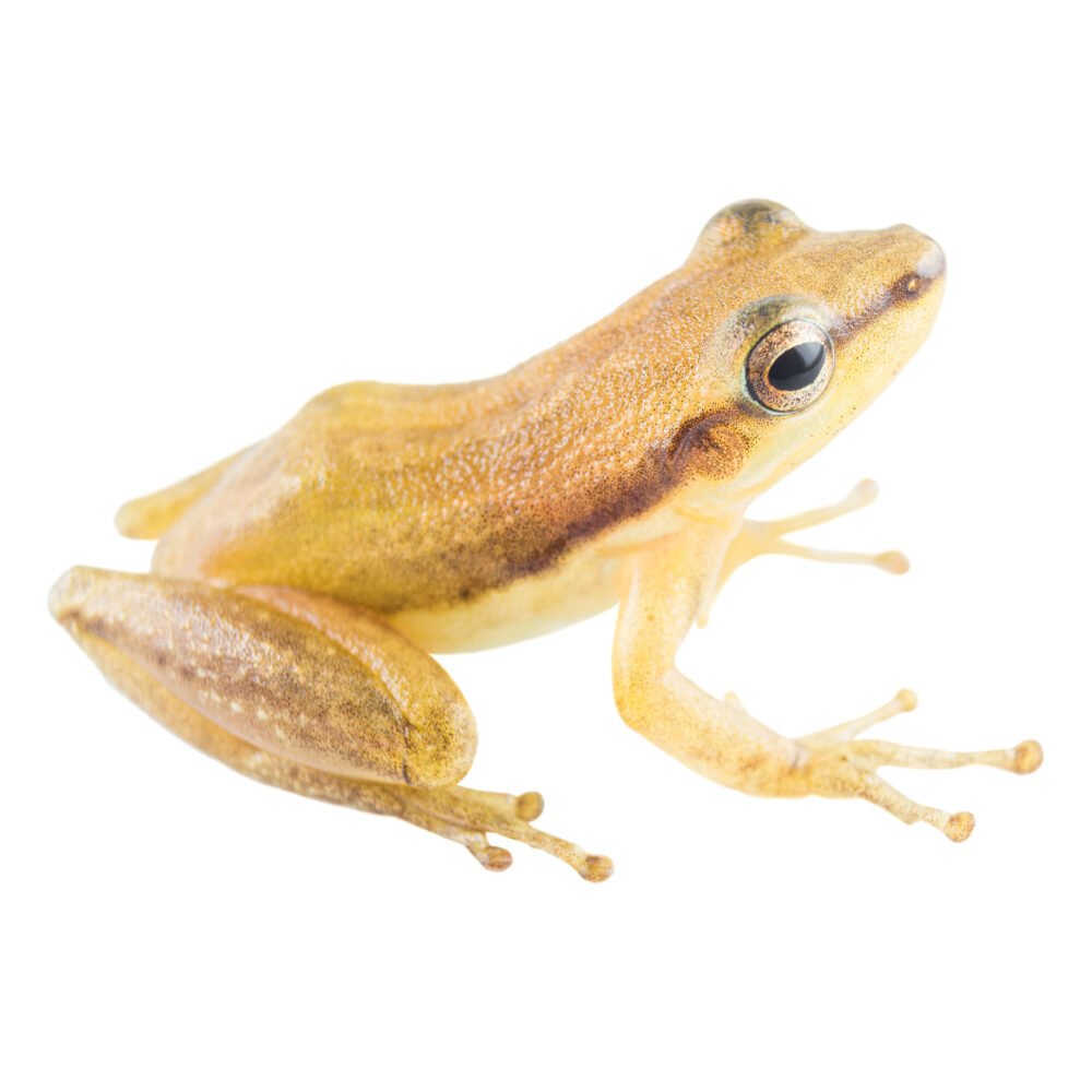 Anfibios, Scarthyla vigilans