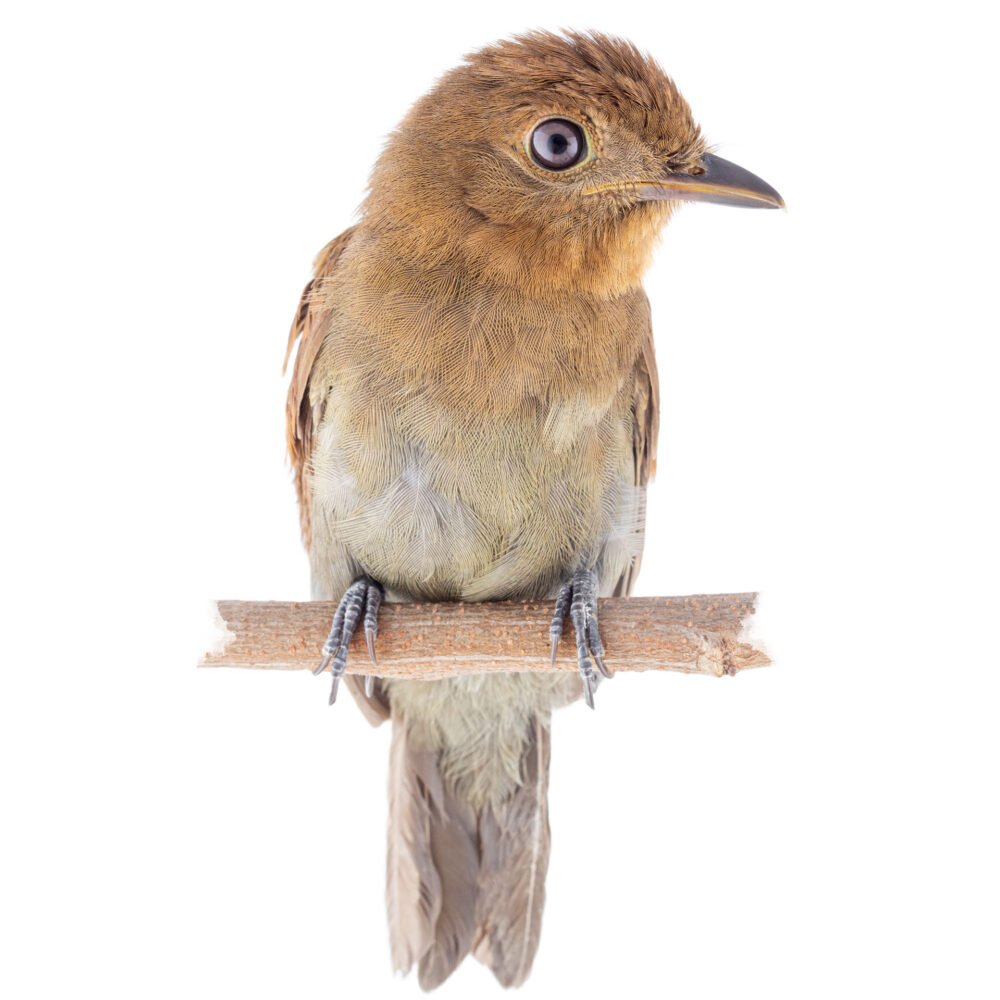 Aves, Schiffornis stenorhyncha