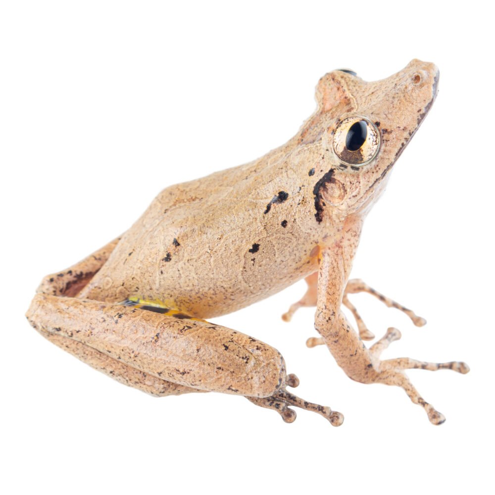 Anfibios, Scinax rostratus