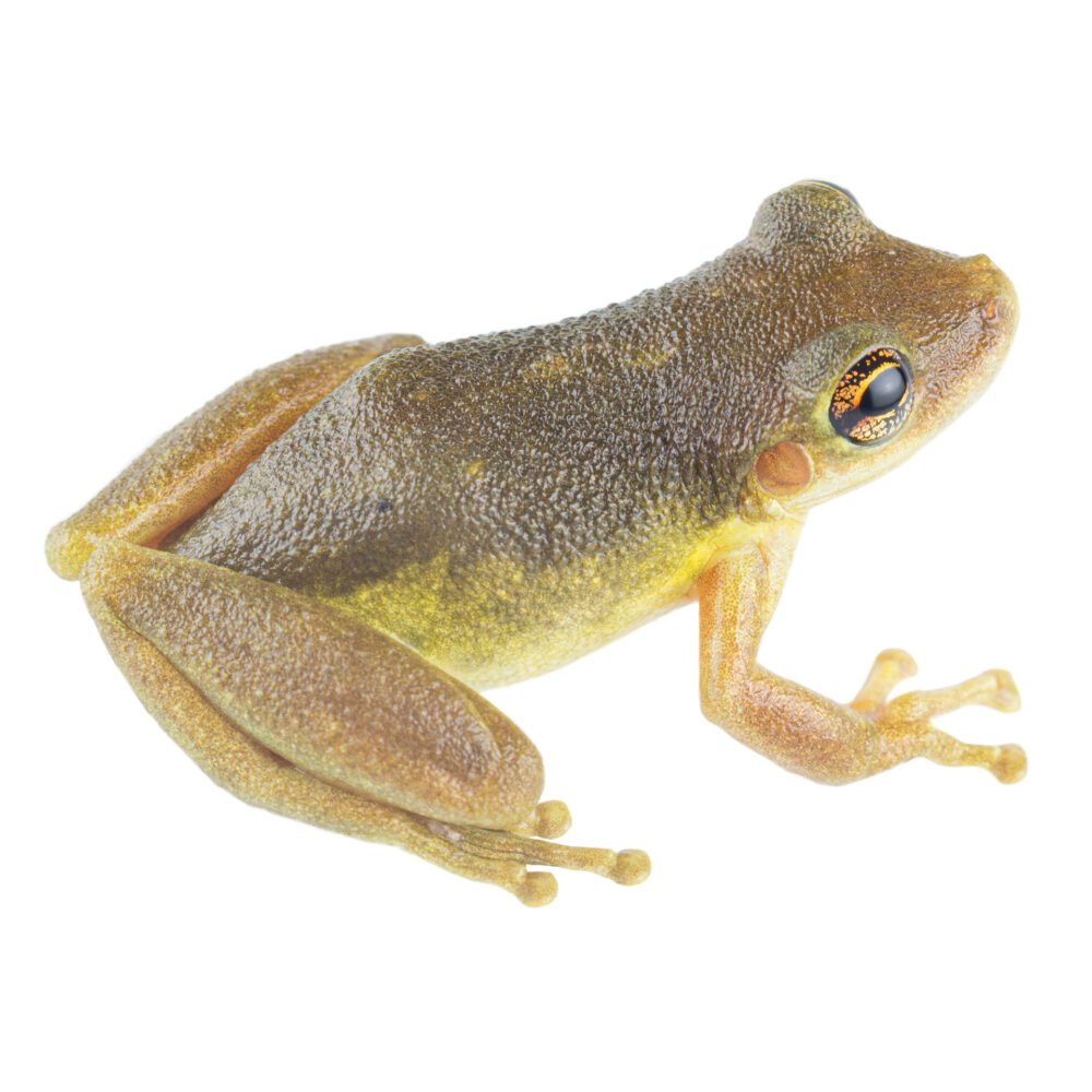 Anfibios, Scinax ruber, Red Snouted Treefrog