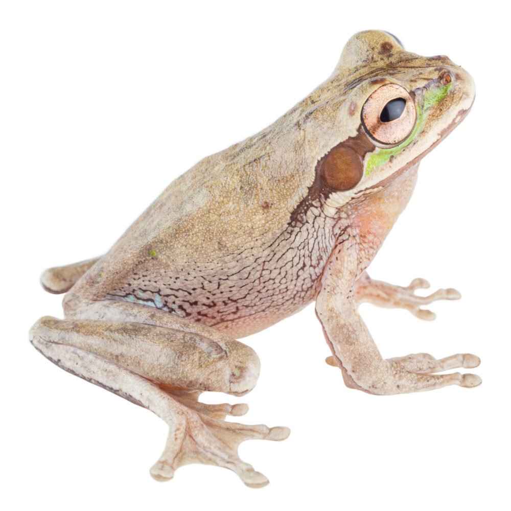 Anfibios, Smilisca phaeota