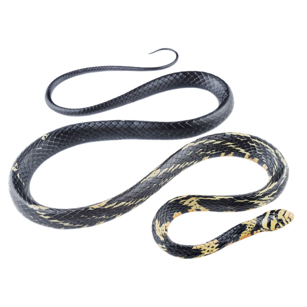 Reptiles, Spilotes pullatus