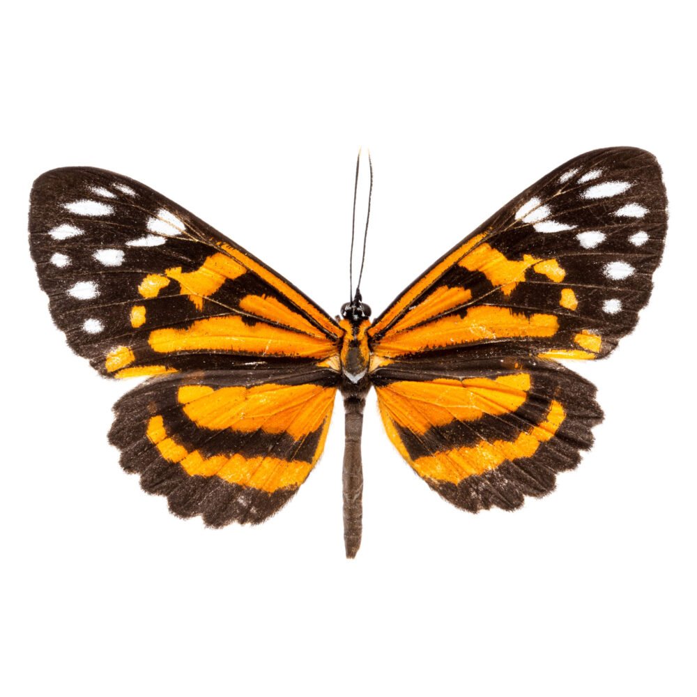 Stalachtis magdalenae cleove