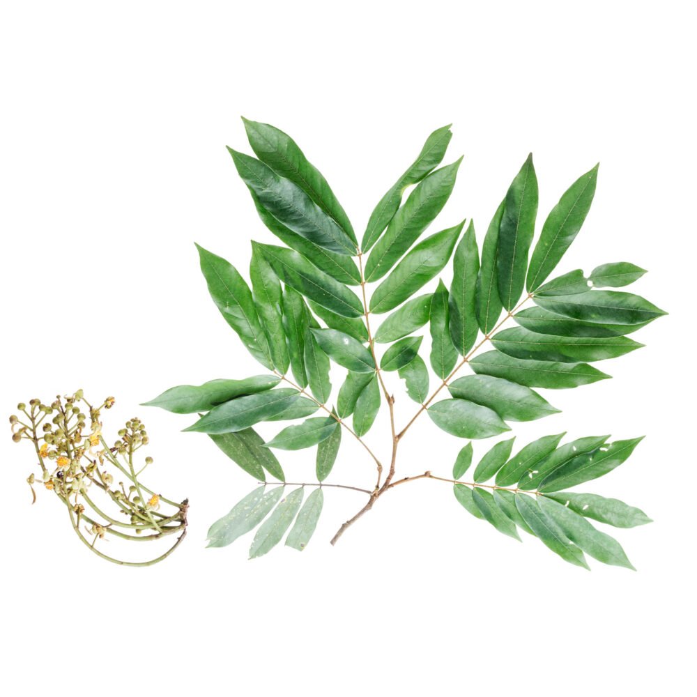 Swartzia robiniifolia