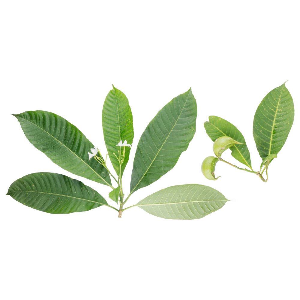 Tabernaemontana amplifolia