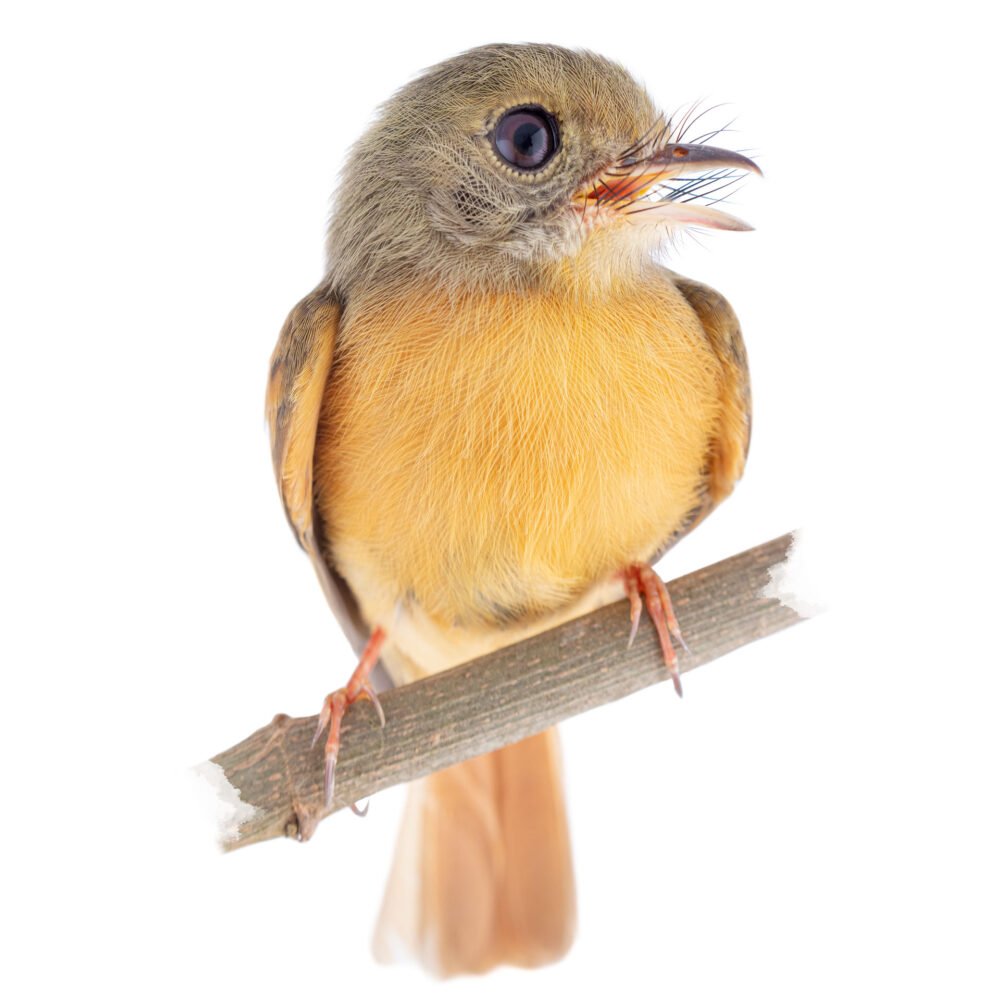 Aves, Terenotriccus erythrurus