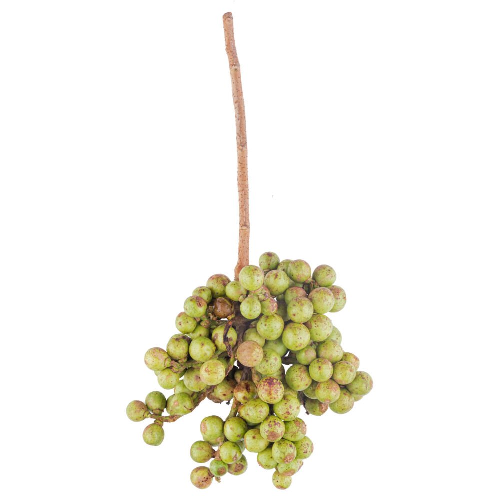 Tetrathylacium johansenii