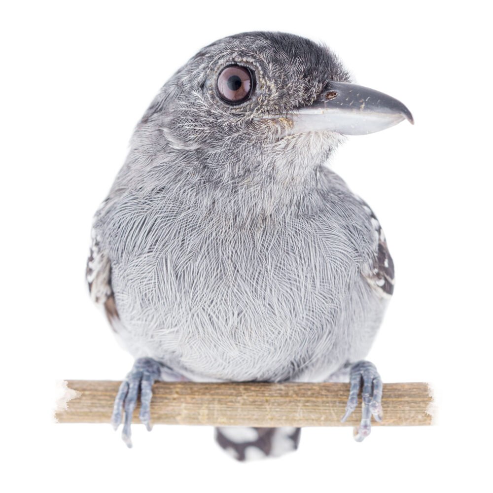 Aves, Thamnophilus atrinucha