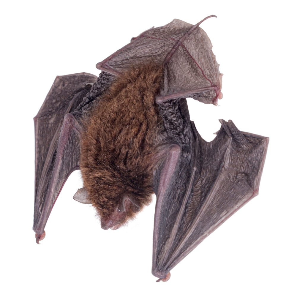 Mamíferos, Thyroptera tricolor