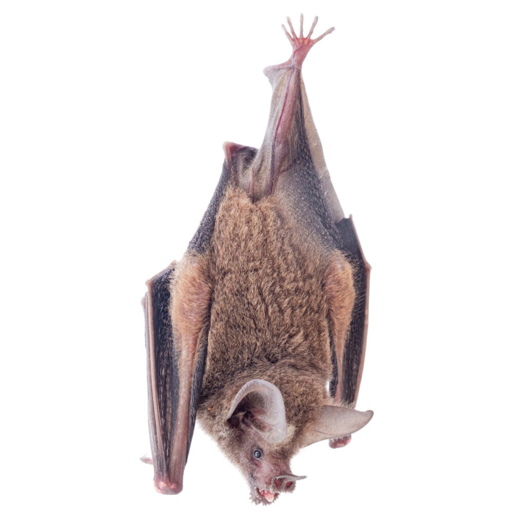 Mamíferos, Trachops cirrhosus