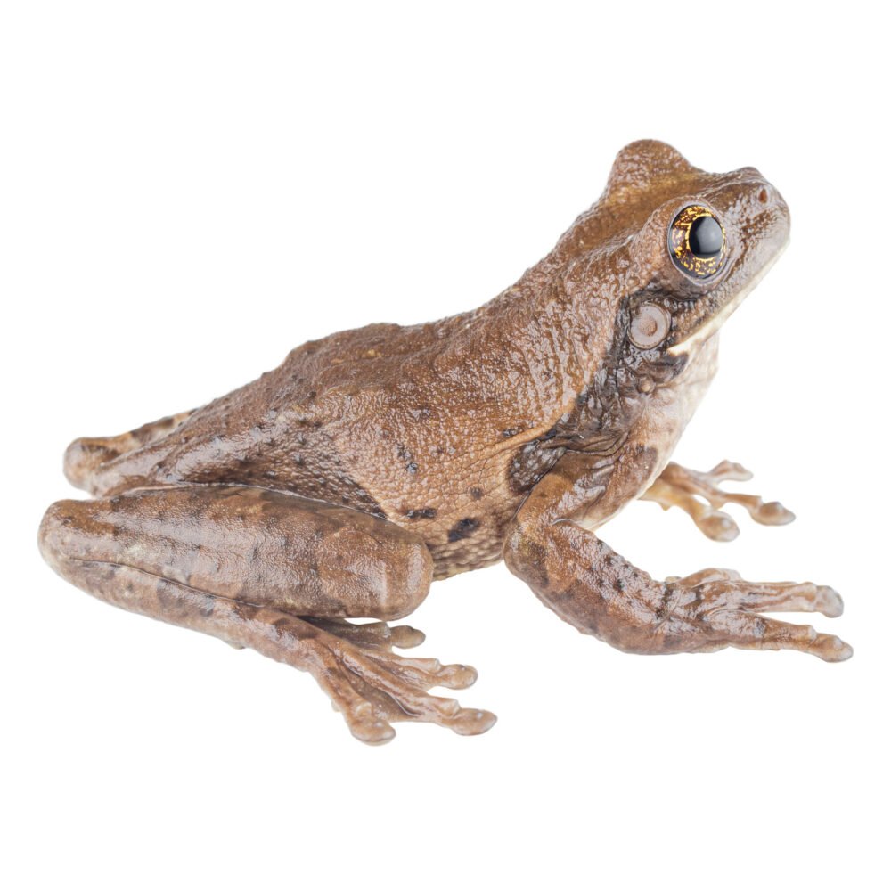 Anfibios, Trachycephalus typhonius