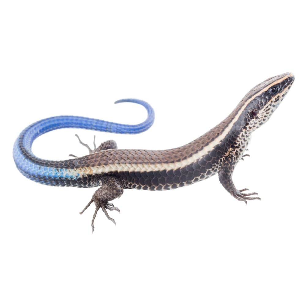 Reptiles, Tretioscincus bifasciatus