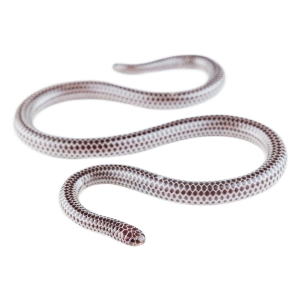 Reptiles, Trilepida macrolepis