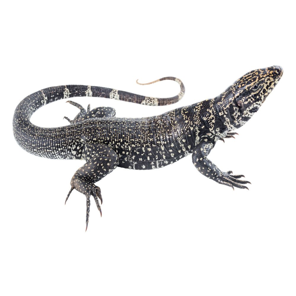 Reptiles, Tupinambis cryptus 