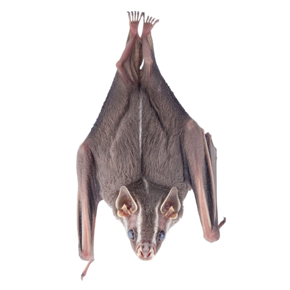 Mamíferos, Uroderma convexum