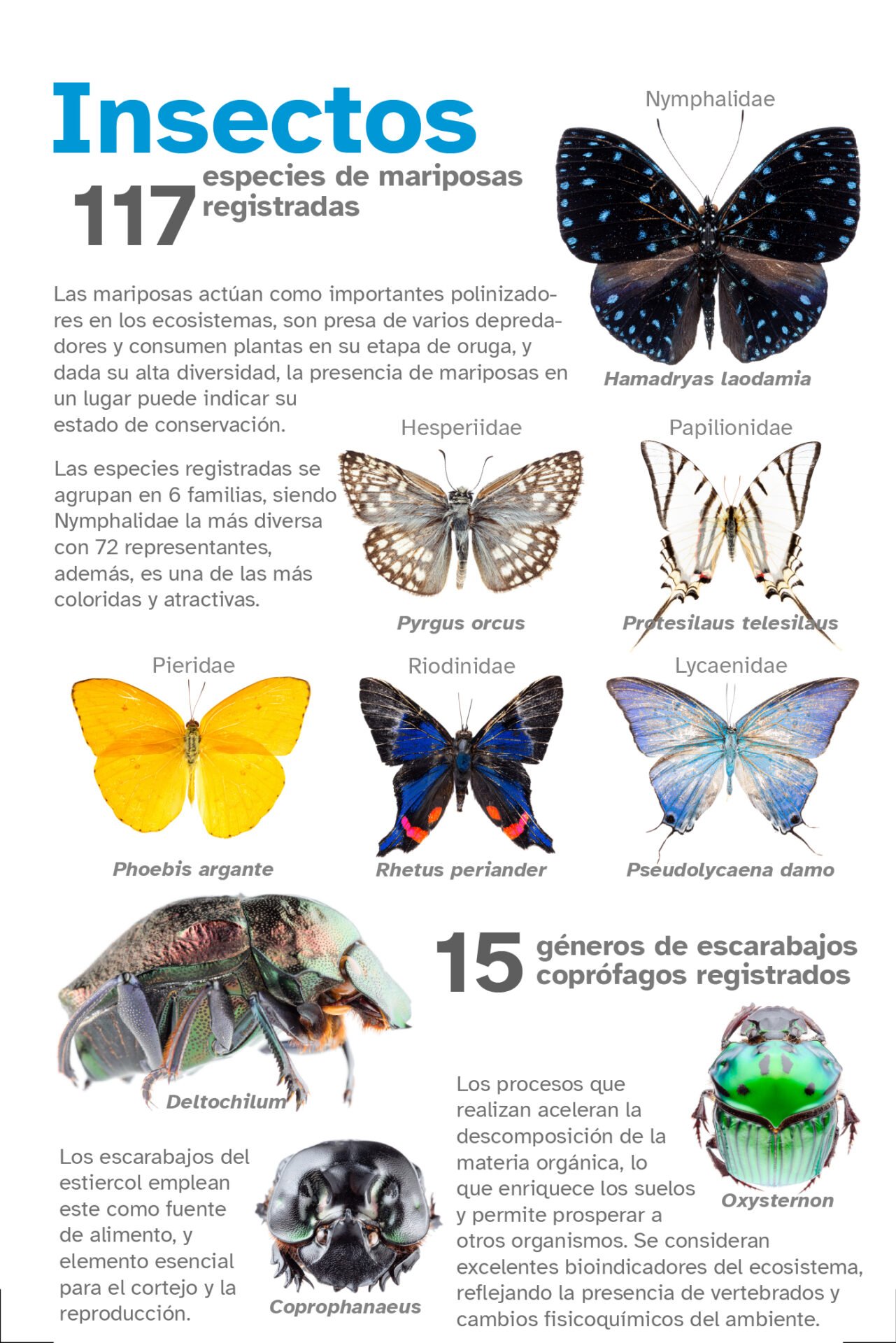 2_Insectos