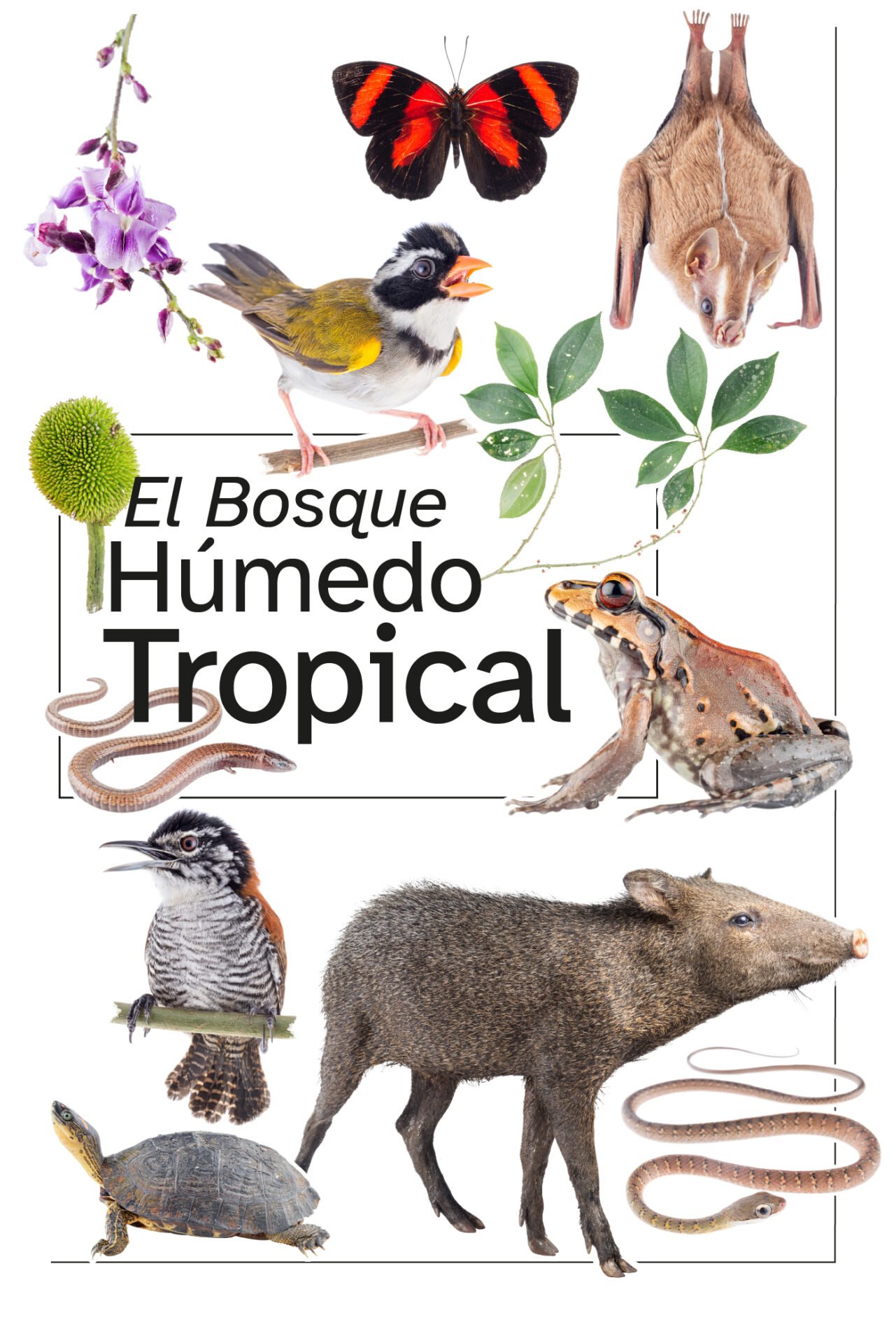 Plegable divulgativo de resultados El Bosque Húmedo Tropical