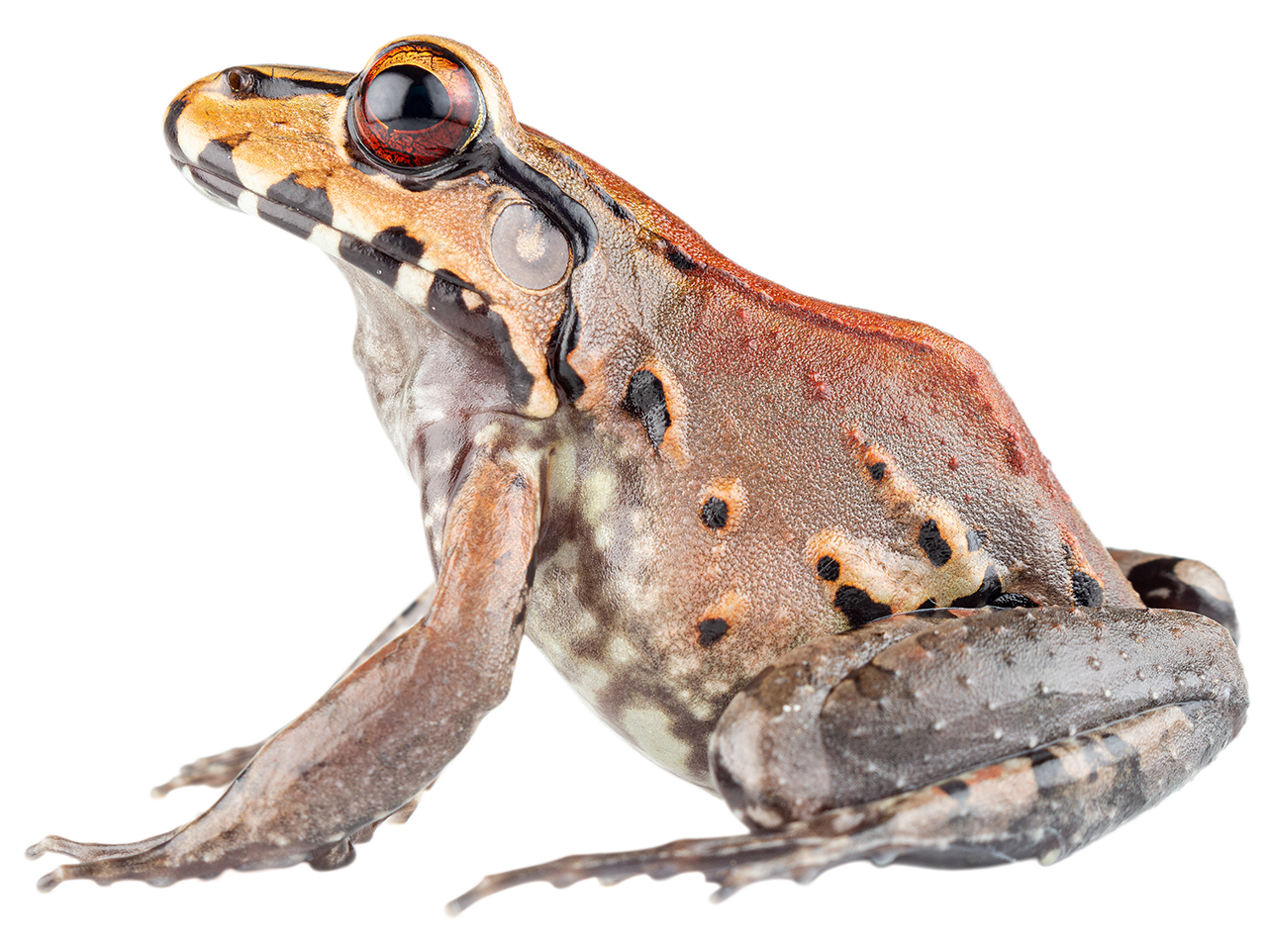 Anfibio, Leptodactylus savagei